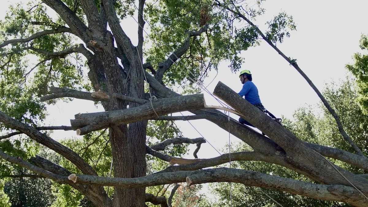 Professional Crown Thinning performed by certified arborists in Mangham